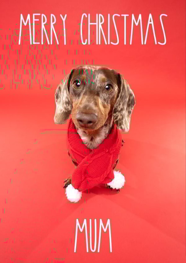 Adorable Dachshund Sausage Dog Christmas Card for Mum created by The Yorkshire Pawtrait Co.