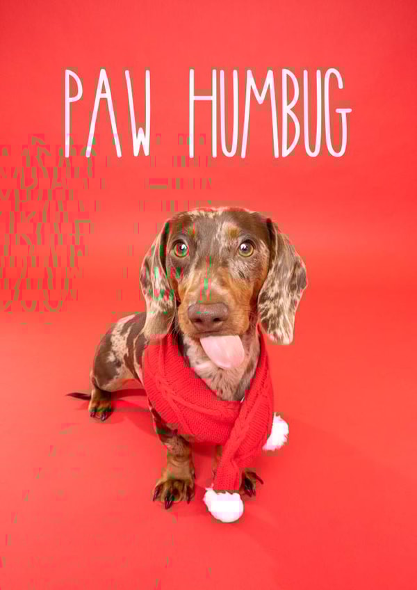 Grumpy Christmas Dog Card created by The Yorkshire Pawtrait Co.