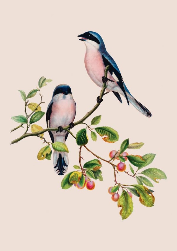 Any Occasion Vintage Birds Card - Loss, Thinking of You - Traditional Art created by eo design & photo