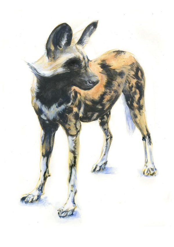 African Hunting dog created by Tim Pond