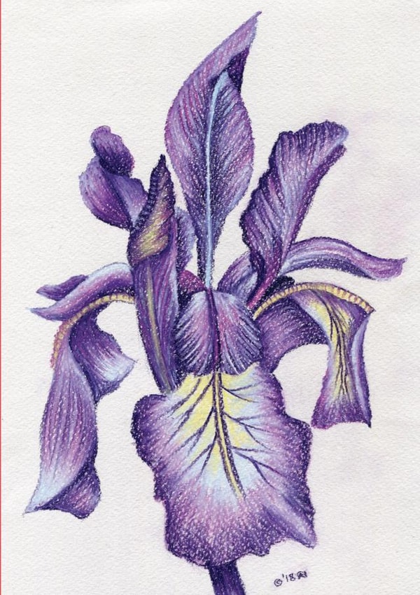 Beautiful fine art iris drawing created by Claire Harrison
