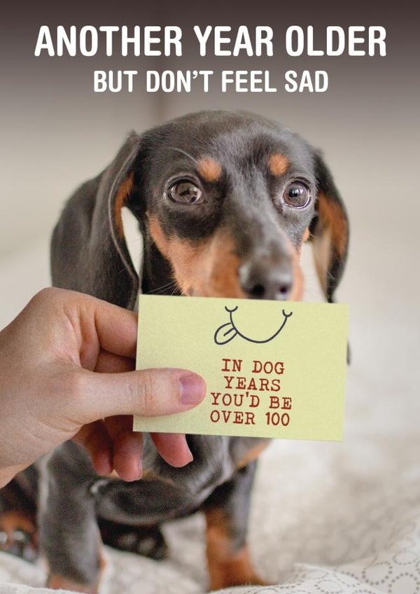 Cheeky Daschund Birthday Card - 100 in Dog Years created by Liverpool Card Studio