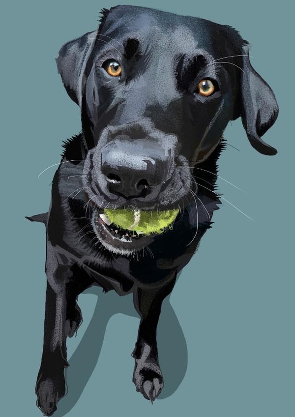 Gorgeous Black Labrador Card created by Higgledy Pets