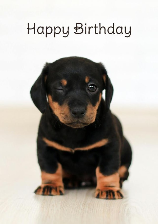 Happy Birthday - Winking Black and Brown Puppy created by Wack Cards