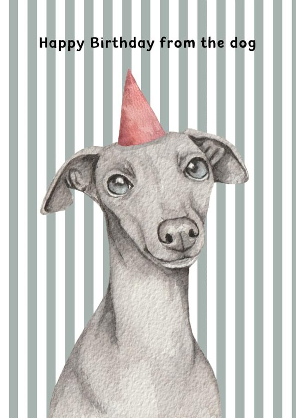 Cute Birthday Card - From The Dog - Whippet - Italian Greyhound - Party Hat created by lil wabbit