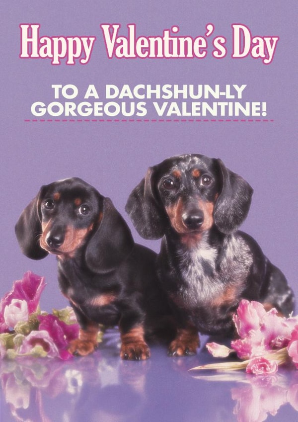 Funny Valentine's Day Card - Dachshun-ly Gorgeous created by Quitting Hollywood