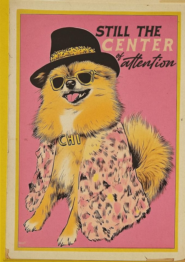 Still the Centre of Attention – Sassy Retro Pom Chihuahua Greeting Card created by Sophie Barrott