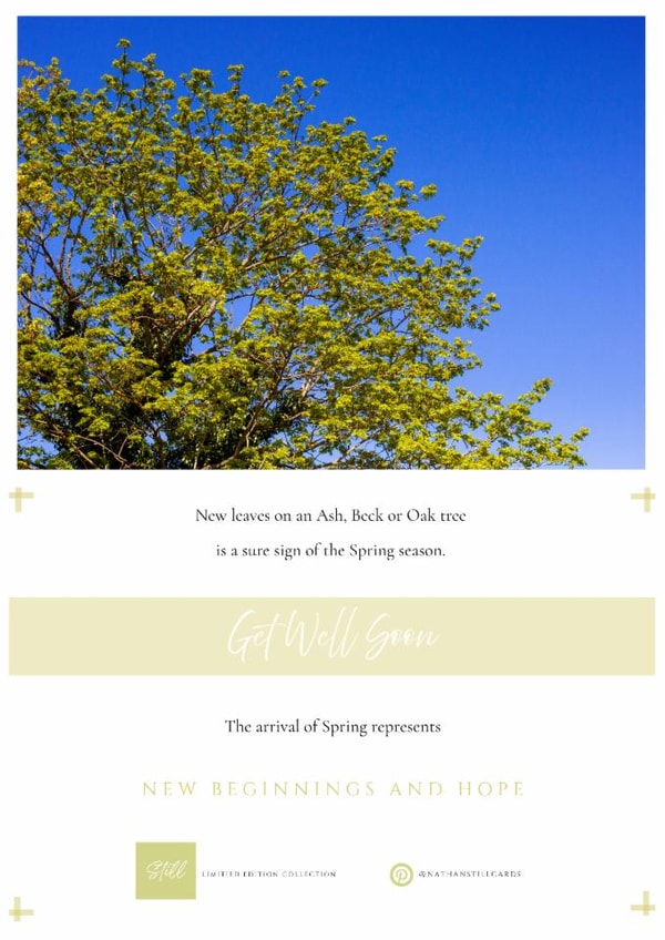 Simple, Clean Nature Fresh Tree Leaves Get Well Soon Card for Him/Her created by Nathan Still Cards