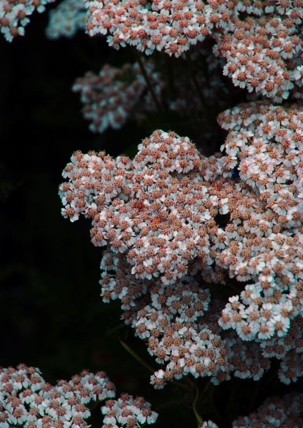 Beautiful floral photography print created by Chrissy's Cards