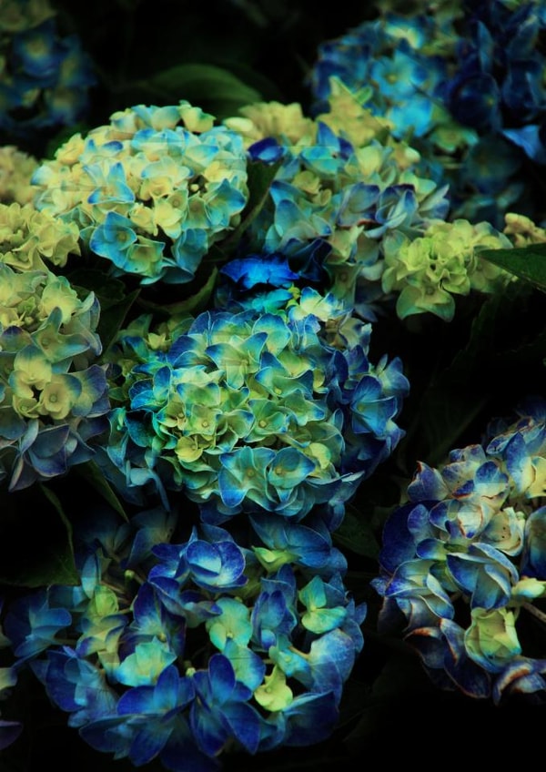 Blue photography floral print created by Chrissy's Cards