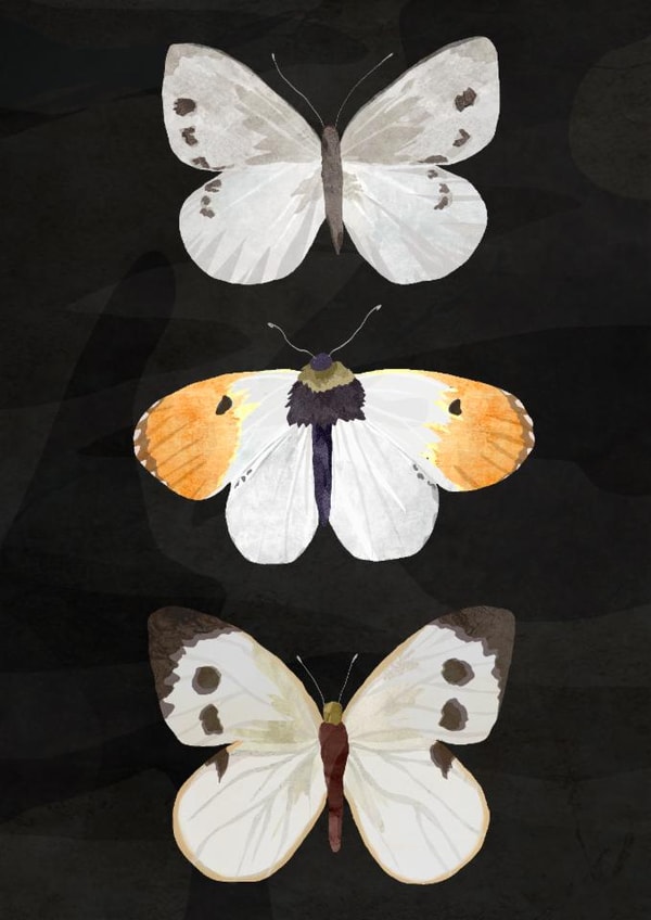 Butterflies in the dark created by Madeleine Groves